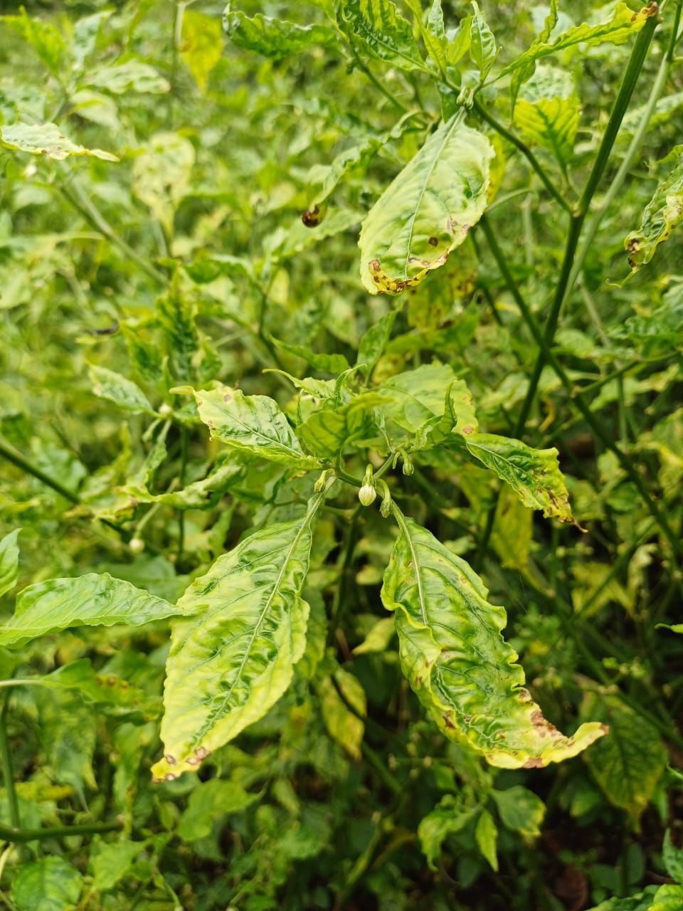 Infestation of diseases in Naga Mircha in infestation of diseases in Naga Mircha. (Photo Courtesy: @horticulturengl/X)
